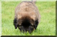 leonberger 085.jpg